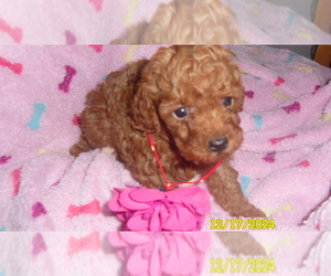 Poodle (Toy) Puppy for sale in DULUTH, GA, USA
