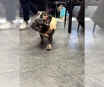 Small Photo #23 French Bulldog Puppy For Sale in FITCHBURG, WI, USA