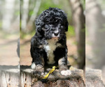 Small #4 Bernedoodle