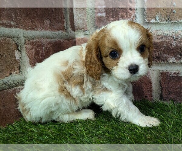 Medium Photo #5 Cavalier King Charles Spaniel Puppy For Sale in MOBERLY, MO, USA