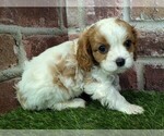 Small #4 Cavalier King Charles Spaniel