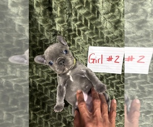 French Bulldog Puppy for sale in PHOENIX, AZ, USA