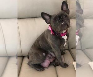 Mother of the French Bulldog puppies born on 08/20/2019