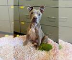 Small #1 American Pit Bull Terrier