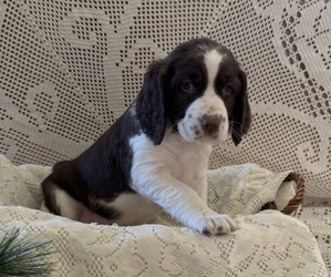 English Springer Spaniel Puppy for sale in OWEN, WI, USA