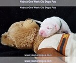 Small Photo #14 Dogo Argentino Puppy For Sale in JANE, MO, USA