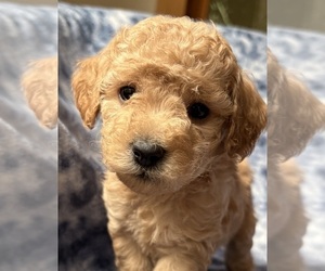 Medium Cavapoo