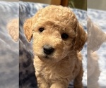 Puppy 3 Cavapoo