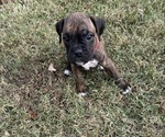Puppy 3 Boxer