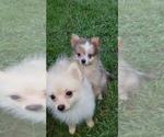 Small Photo #17 Pomeranian Puppy For Sale in DINWIDDIE, VA, USA