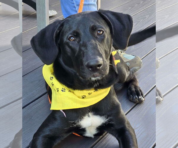 Medium Photo #2 Labrador Retriever-Unknown Mix Puppy For Sale in Cliffwood, NJ, USA