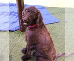 Small #12 Poodle (Standard) Mix