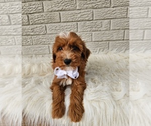 Goldendoodle (Miniature) Puppy for sale in INDIANAPOLIS, IN, USA