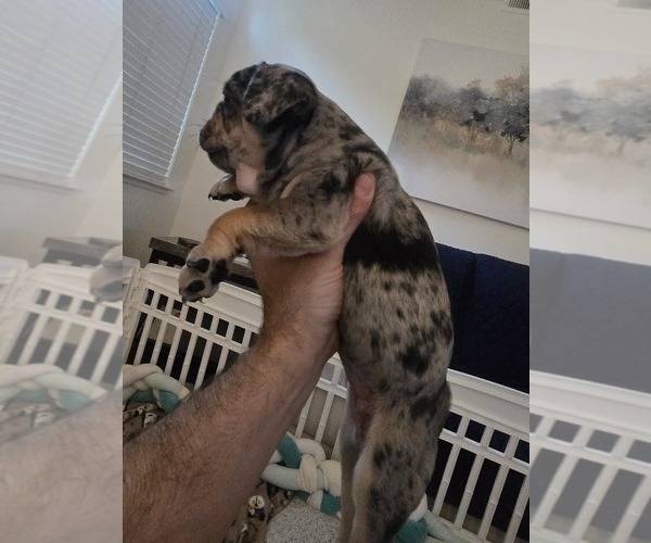 Medium Photo #2 French Bulldog Puppy For Sale in CHINO HILLS, CA, USA