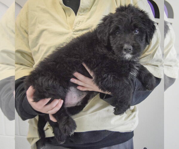 Medium Photo #2 Golden Retriever-Unknown Mix Puppy For Sale in Huntley, IL, USA