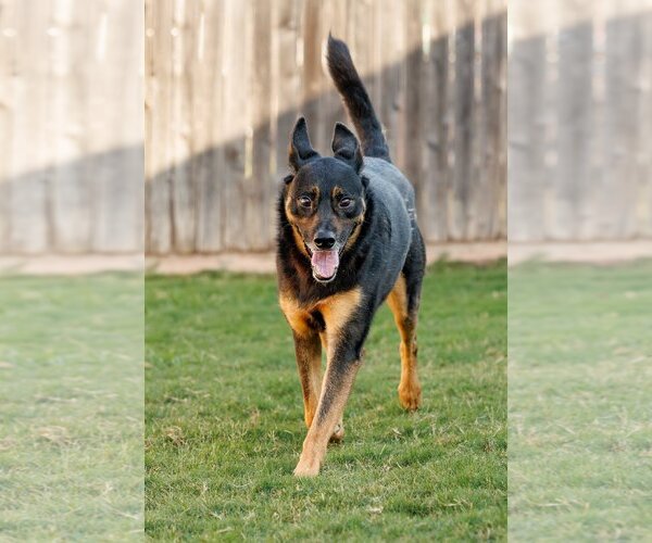 Medium Photo #5 Shepweiller Puppy For Sale in McKinney, TX, USA