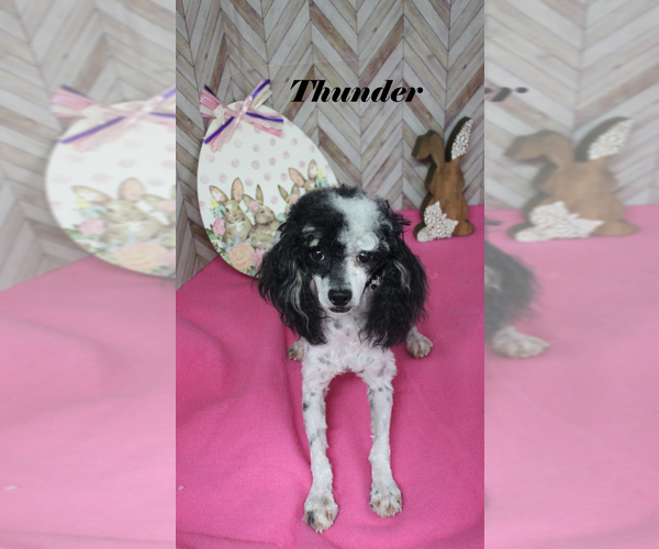 Medium Photo #15 Poodle (Toy) Puppy For Sale in CHANUTE, KS, USA