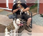 Bubba - Male Beagle Puppy for Sale - Photo #3