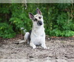 Small German Shepherd Dog
