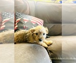 Puppy Ella Yorkshire Terrier