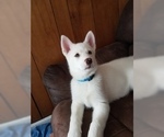 Small Photo #4 Siberian Husky Puppy For Sale in ILION, NY, USA