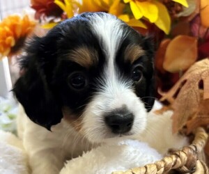Cavapoo Puppy for sale in HEALDSBURG, CA, USA