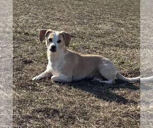 Mutt Dogs for adoption in Newfield, NJ, USA