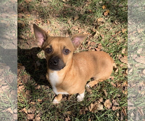 Medium Photo #2 Chihuahua-Unknown Mix Puppy For Sale in Holly Springs, NC, USA