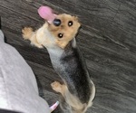 Small Photo #1 Chorkie-Yorkshire Terrier Mix Puppy For Sale in RIVERDALE, GA, USA