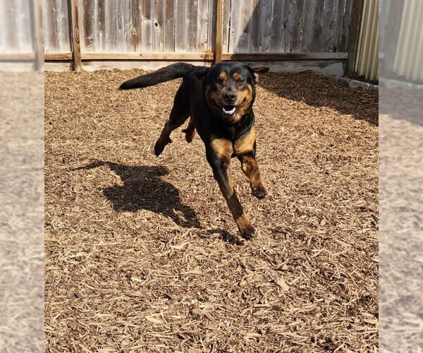 Medium Photo #12 Rottweiler-Unknown Mix Puppy For Sale in Houston, TX, USA
