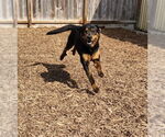 Small #11 Rottweiler Mix