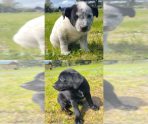 Australian Cattle Dog-Labrador Retriever Mix Litter for sale in LONGVIEW, WA, USA