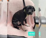 Small Photo #3 Labrador Retriever-Unknown Mix Puppy For Sale in Richmond, IN, USA