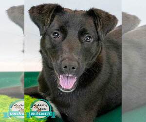 Medium Retriever  Mix