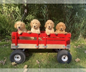English Cream Golden Retriever Puppy for sale in CHESTERFIELD, MI, USA