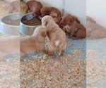 Small Photo #9 Golden Retriever Puppy For Sale in VERMONTVILLE, MI, USA