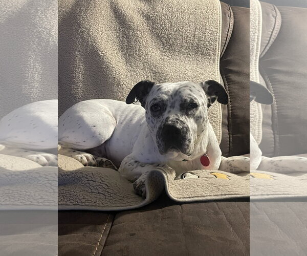 Medium Photo #4 Pointer-Unknown Mix Puppy For Sale in Cary, NC, USA