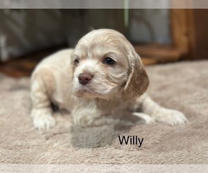 Medium English Cocker Spaniel