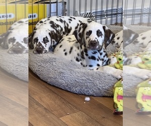 Dalmatian Puppy for sale in LAKEWOOD, CO, USA