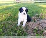 Puppy 9 Border Collie