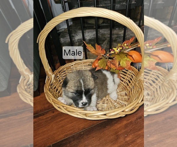 Medium Photo #3 Akita Puppy For Sale in ROSEVILLE, CA, USA