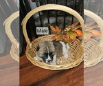 Small #2 Akita