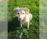 Small #5 Australian Shepherd Mix