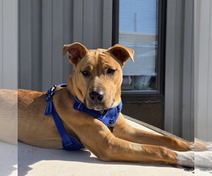 Ray - Male Mutt Dog for Adoption - Photo #2