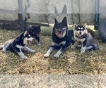 Small Photo #1 Alaskan Husky-Alaskan Malamute Mix Puppy For Sale in CANASTOTA, NY, USA