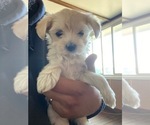 Small Photo #11 Yorkshire Terrier Puppy For Sale in COLORADO SPGS, CO, USA