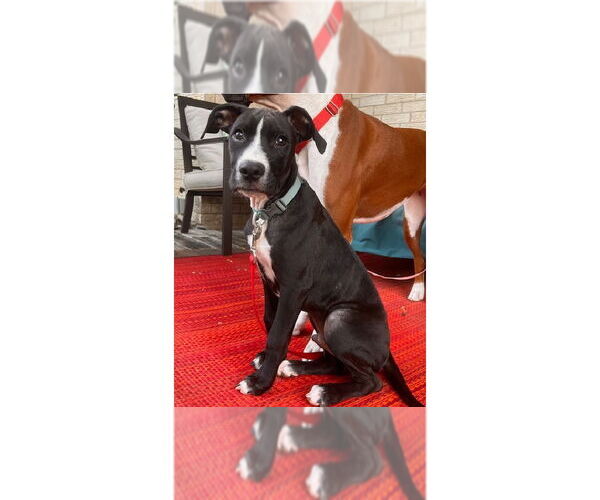 Medium Photo #3 Boxer Puppy For Sale in Austin, TX, USA