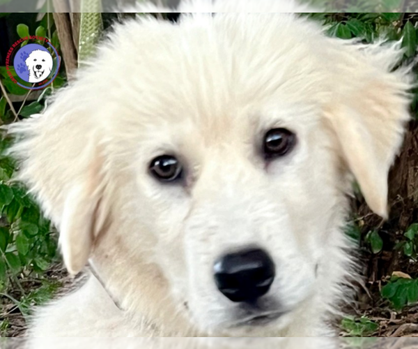 Medium Photo #2 Great Pyrenees Puppy For Sale in Spring, TX, USA