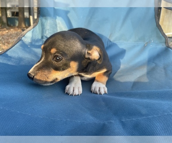 Medium Photo #3 Rat Terrier Puppy For Sale in WHITAKERS, NC, USA