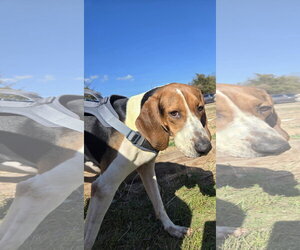 Jethro - Male Coonhound Dog for Adoption - Photo #4